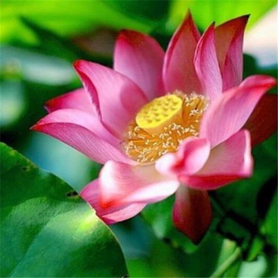 FD1400 Chinese Red Lotus Flower Seed Beautiful ...
