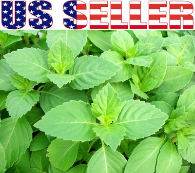 100+ ORGANIC Tulsi Holy Basil Seeds Sacred ...