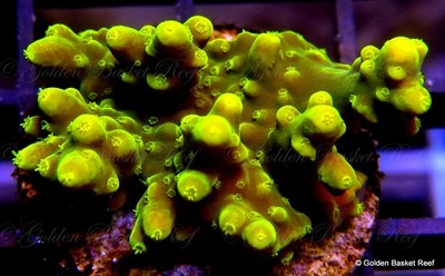 Live Coral - Exotic Neon Gold Green ...