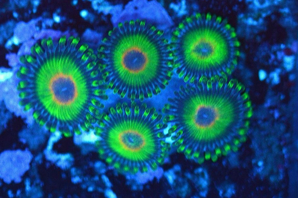 Top 10 Zoanthids eBay