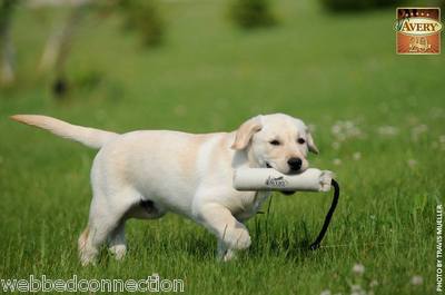 Avery Greenhead Gear Sporting Dog 2