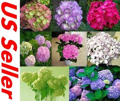 50 PCS Hydrangea, Bright Mixed Color Seeds ...