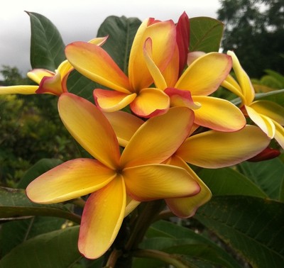 RARE ROOTED PLUMERIA PLANT CUTTING  