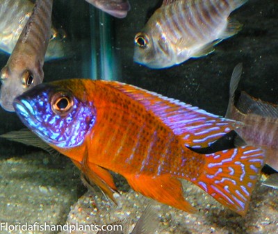 (1) German Red Peacock Aulonocara African Cichlid ...