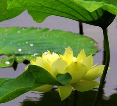 10 Yellow Boat Lotus Seeds Nelumbo Nucifera ...