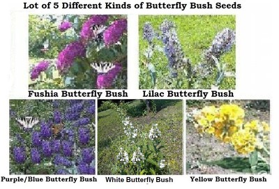 OVER 500 SEEDS BUTTERFLY BUSHES LILAC- FUSHIA ...