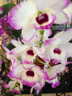 Nobile Dendrobiums | eBay