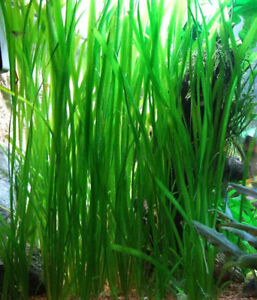 vallisneria spiralis x5 plante aquarium facile debutant