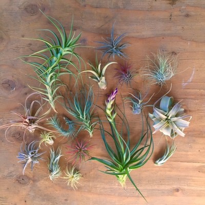 20 pack assorted Tillandsia air plants wholesale ...