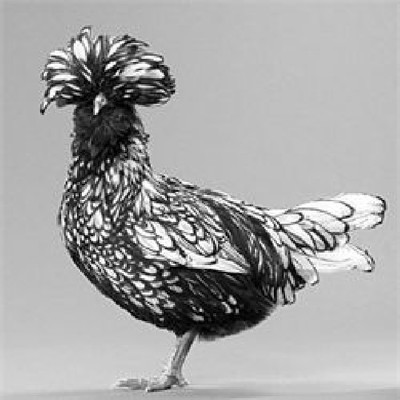 10 Ten + extras Silver Laced Polish ...