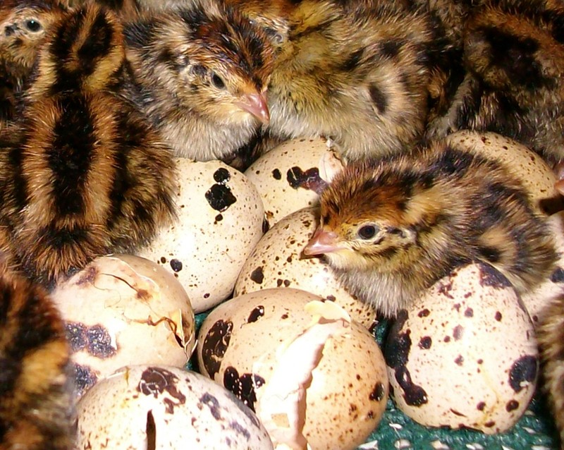 How to Hatch Coturnix Quail Eggs eBay