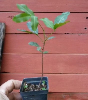 LIVE OAK TREE SEEDLING /  1 ...