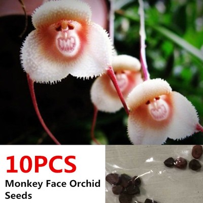 10PCS Beautiful Unique Orchid Seeds Funny Plant ...