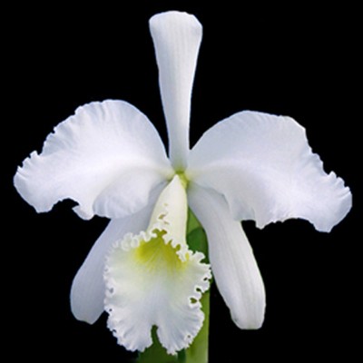 Cattleya warneri alba Species Orchid Plant - ...