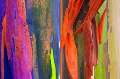 50+ RAINBOW EUCALYPTUS (Eucalyptus Deglupta) Tree Seeds ...