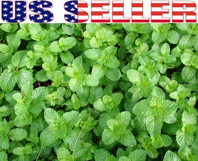 100+ ORGANIC Spearmint Seeds Herb Heirloom NON-GMO ...