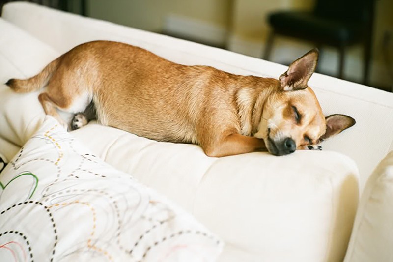 How to Keep Dog Shedding Under Control eBay