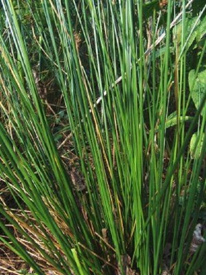 LIVE SOFT RUSH BOG PLANT /KOI POND ...