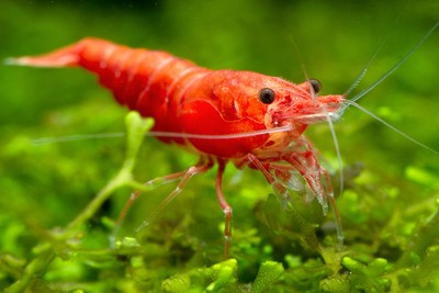 20 Live Red Cherry Sakura Shrimp 3/4