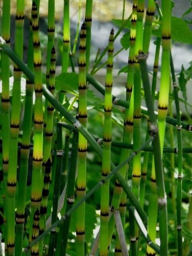 Horsetail Rush Swamp bog Pond plant 1- ...