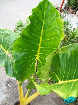 Bulb ALOCASIA MACRORRHIZOS LUTEA Gold Tropical Plant ...