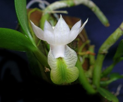 Dendrobium oligophyllum species Orchid Plant in bud/bloom