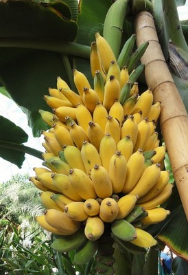 10+ Very Fresh Musa Balbisiana edible banana ...