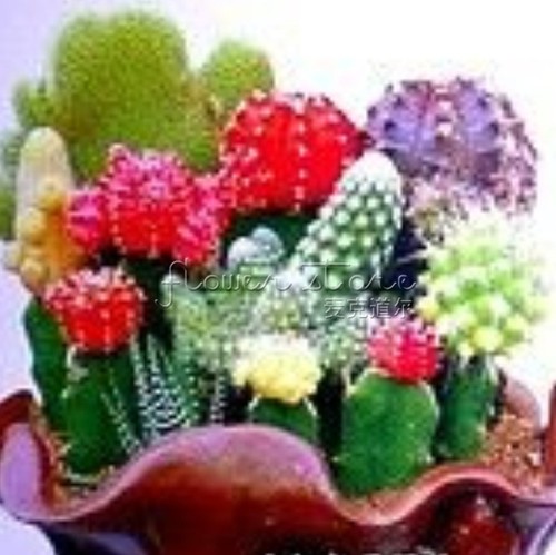 50 MIXED CACTUS Seeds Drought  tolerant ...
