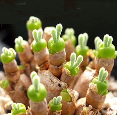 FD2227 Succulents Seeds Mini Potted Flower Organic ...