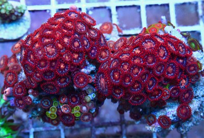 Flamming Lips Zoanthids FULL COLONY Live Coral ...