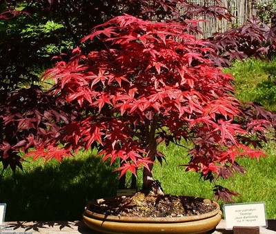 Heirloom 10 Seeds Japanese Red Maple Acer ...