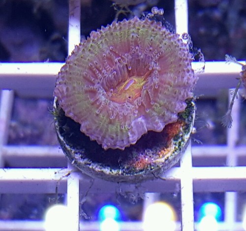 Purple Green Acan frag zoanthid LPS SPS ...