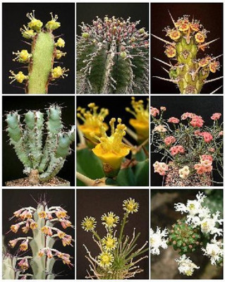 EUPHORBIA VARIETY  MIX  exotic succulent ...