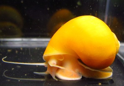 5 Gold Mystery Snail Live Freshwater Aquarium ...