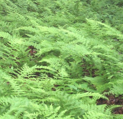 5 HAY SCENTED FERN FERNS Dennstaedtia punctilobula ...