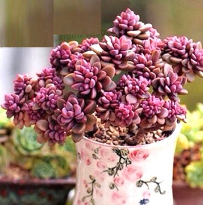 FD2222 Rare Succulents Seeds Mini Potted Flower ...