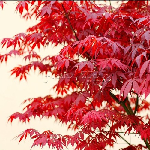 20 Japanese Red Leaf Seeds -Bonsai - ...