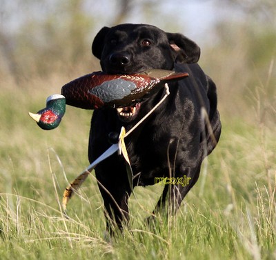 AVERY GREENHEAD GEAR GHG ATB PHEASANT EZ ...