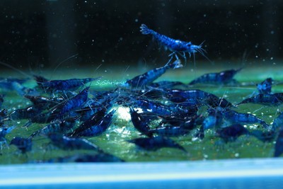 5+1 Dream Blue Velvet Live Aquarium Shrimp ...