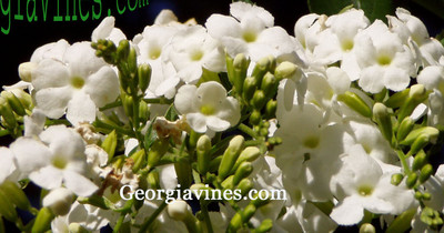 Duranta Erecta Pure White Rare shrub 10 ...