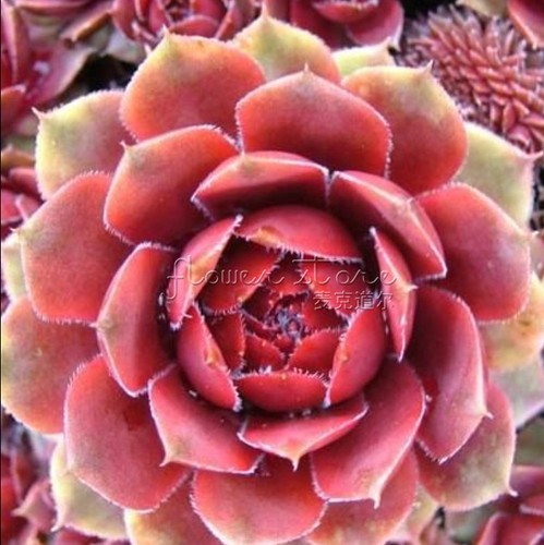 200 Sempervivum Cactus Cold Hardy Seeds Succulents ...