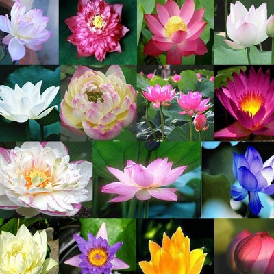 Multicolor lotus seeds hydroponic plants aquatic flowers ...