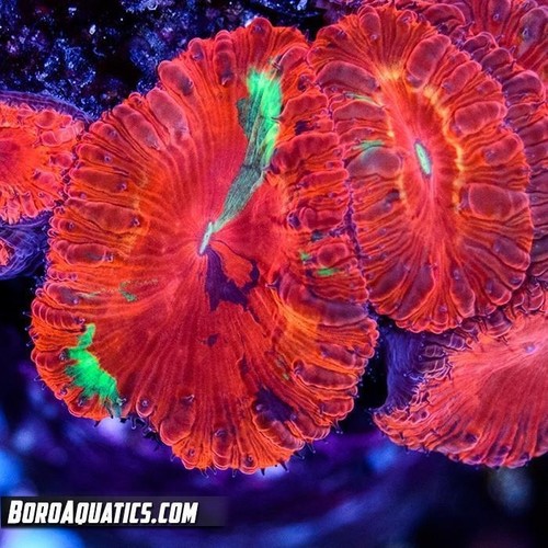 TJD's Jawbreaker Blasto - WYSIWYG Live Reef ...