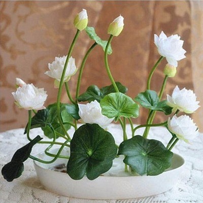 Multicolor lotus seeds hydroponic plants aquatic flowers ...
