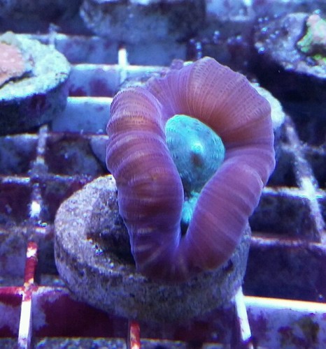 Trumpet live Coral frag WYSIWYG