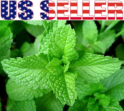 200+ ORGANIC Peppermint Seeds Herb Heirloom NON-GMO ...