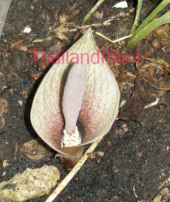 Bulb AMORPHOPHALLUS TERRESTRIS Aroid Rare Plant FREE ...