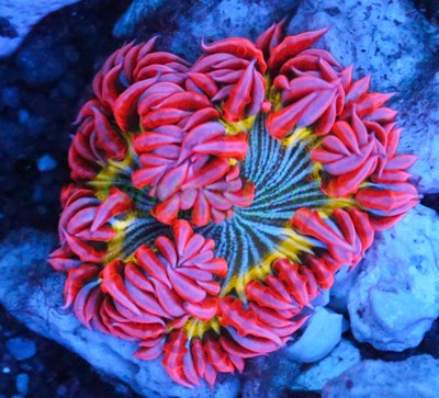 Cornbred's Pink Paradise Nem - WYSIWYG Frag ...