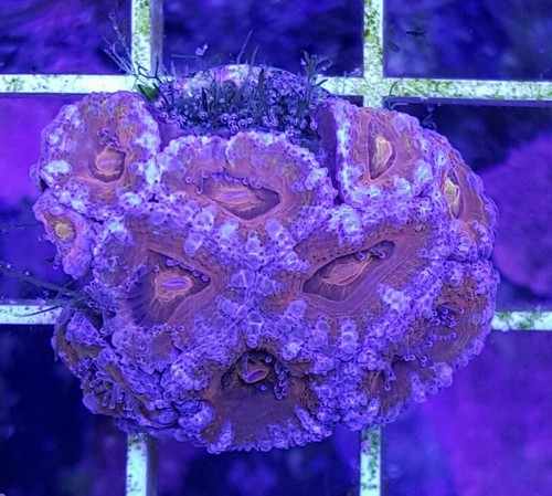 Acan frag zoanthid LPS SPS Polyps Live ...