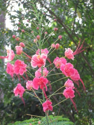 Pink Pride of Barbados (50 seeds) Peacock ...